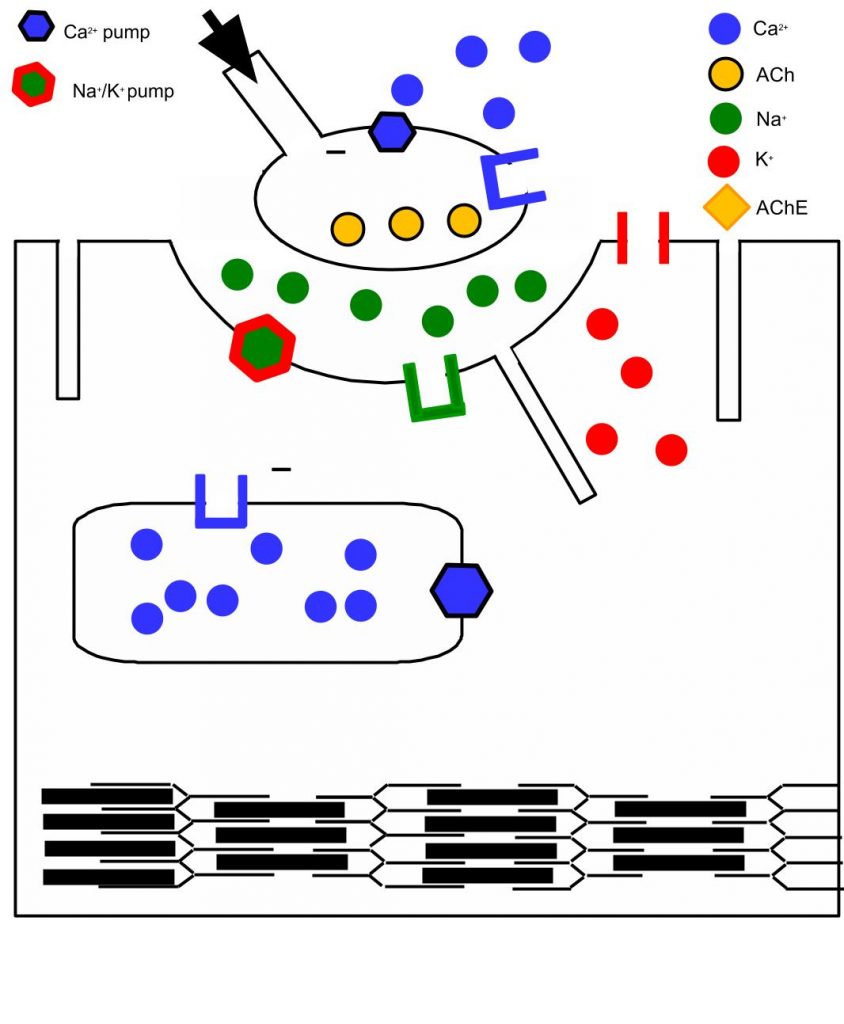 0 stop action NMJ baker TRUNCATED
